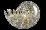 Polished, Agatized Ammonite (Phylloceras?) - Madagascar #149199-1
